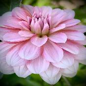 Dahlia 'Strawberry Cream'