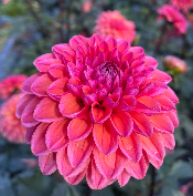 Dahlia 'Daisy Duke'