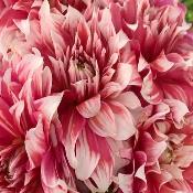 Dahlia 'Frost Nip'