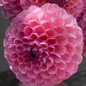 Dahlia 'Hamari Rose'