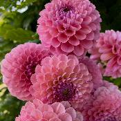 Dahlia 'Wizard of Oz'