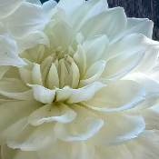 Dahlia 'Joel Louisa'
