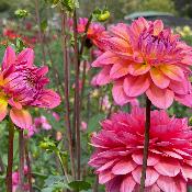 Dahlia 'Great Silence'