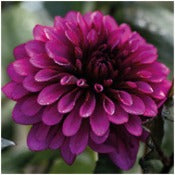 Dahlia 'Purple Flame'