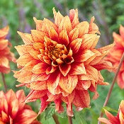 Dahlia 'Dazzling Magic'