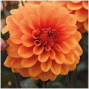 Dahlia 'David Howard'