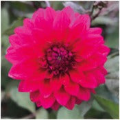 Dahlia 'Engelhardts Matador'