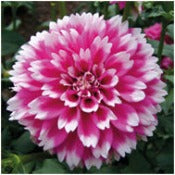 Dahlia 'Fuzzy Wuzzy'