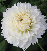 Dahlia 'Gitts Attention'