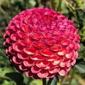 Dahlia 'Burlesca'