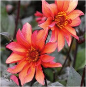 Dahlia 'Waltzing Mathilda – Petal Plants